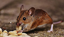 24 Hour & Emergency Exterminators in Harsens Island, MI